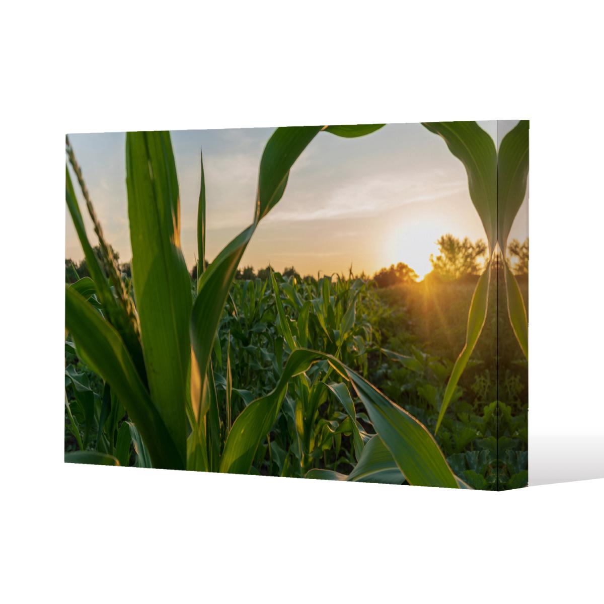 corn and sun close up Canvas Print - Green / 101cm / 77cm – image 2