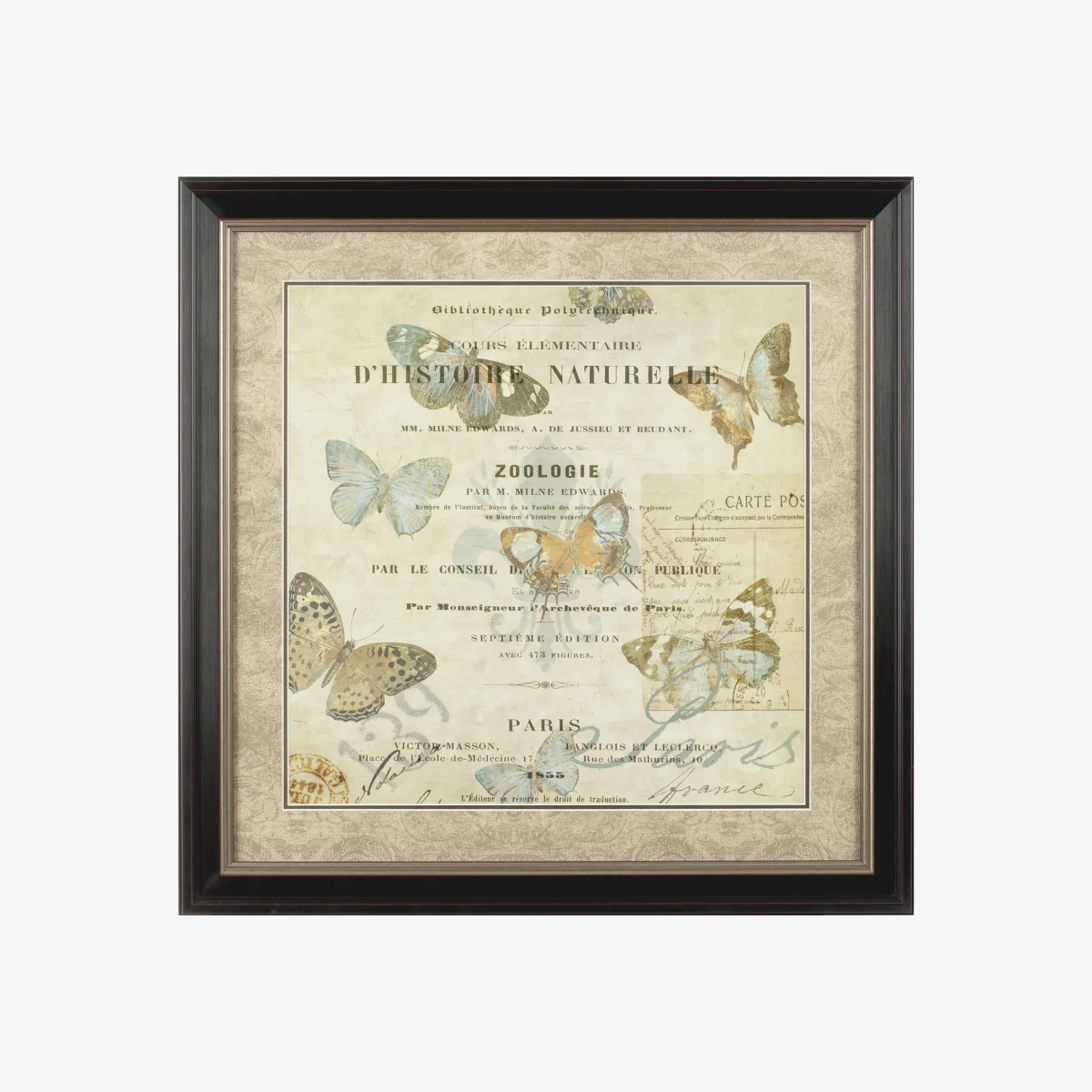 Framed Butterfly 2 Wall Art - Assorted
