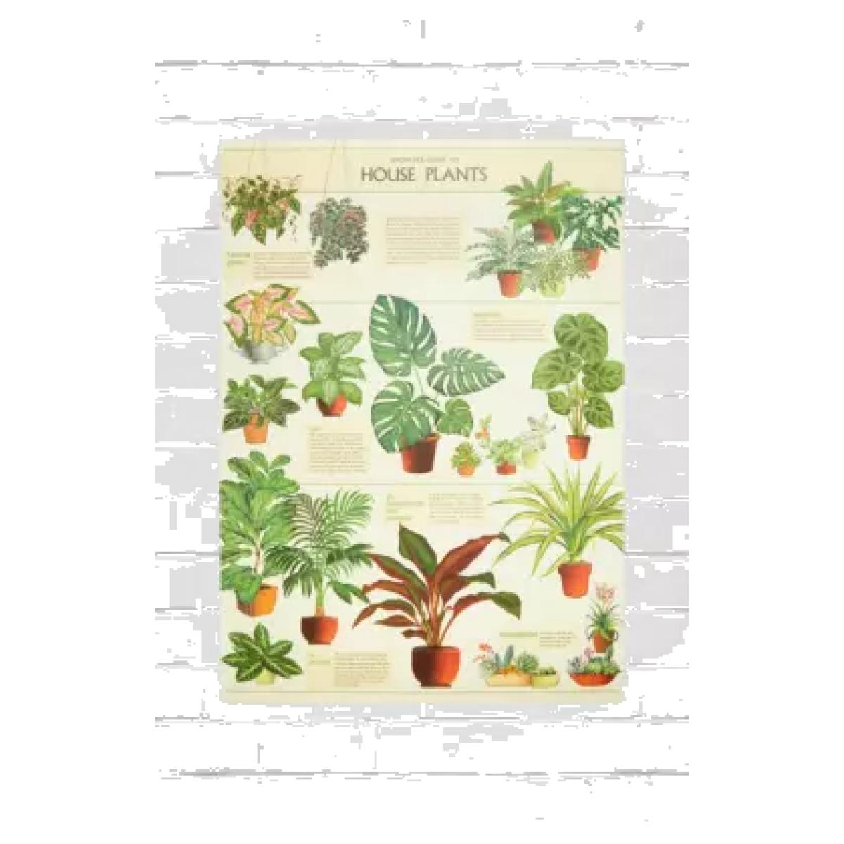 Cavallini & Co. Cavallini & Co House Plants 70x50 Poster - Green at Urban Outfitters – image 1