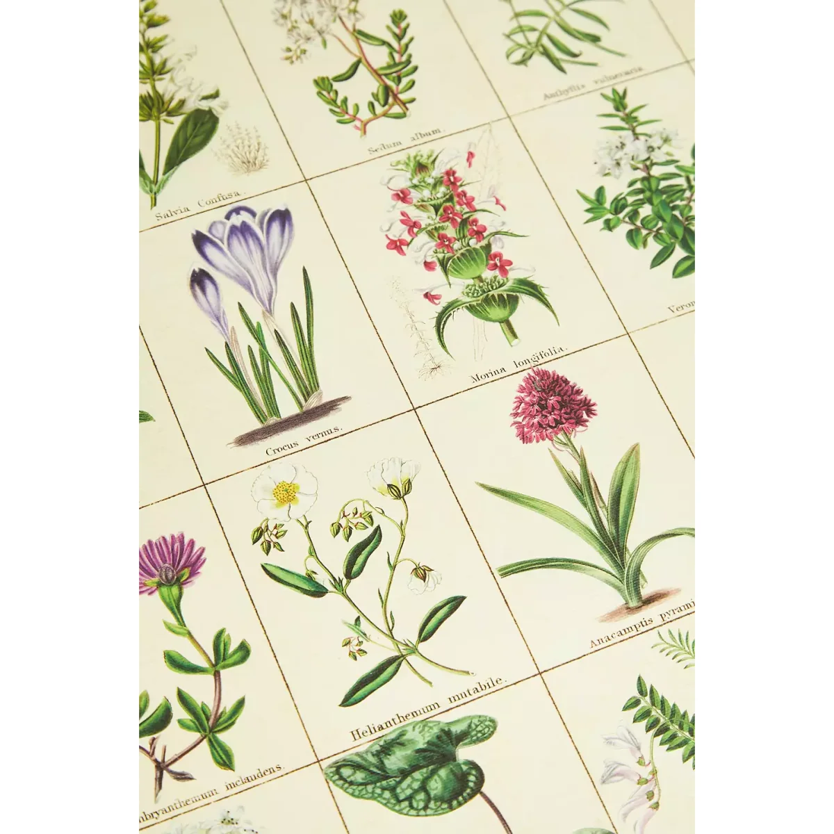 Cavallini & Co Botanical Wall Art Print - Assorted ALL at Urban Outfitters – image 3