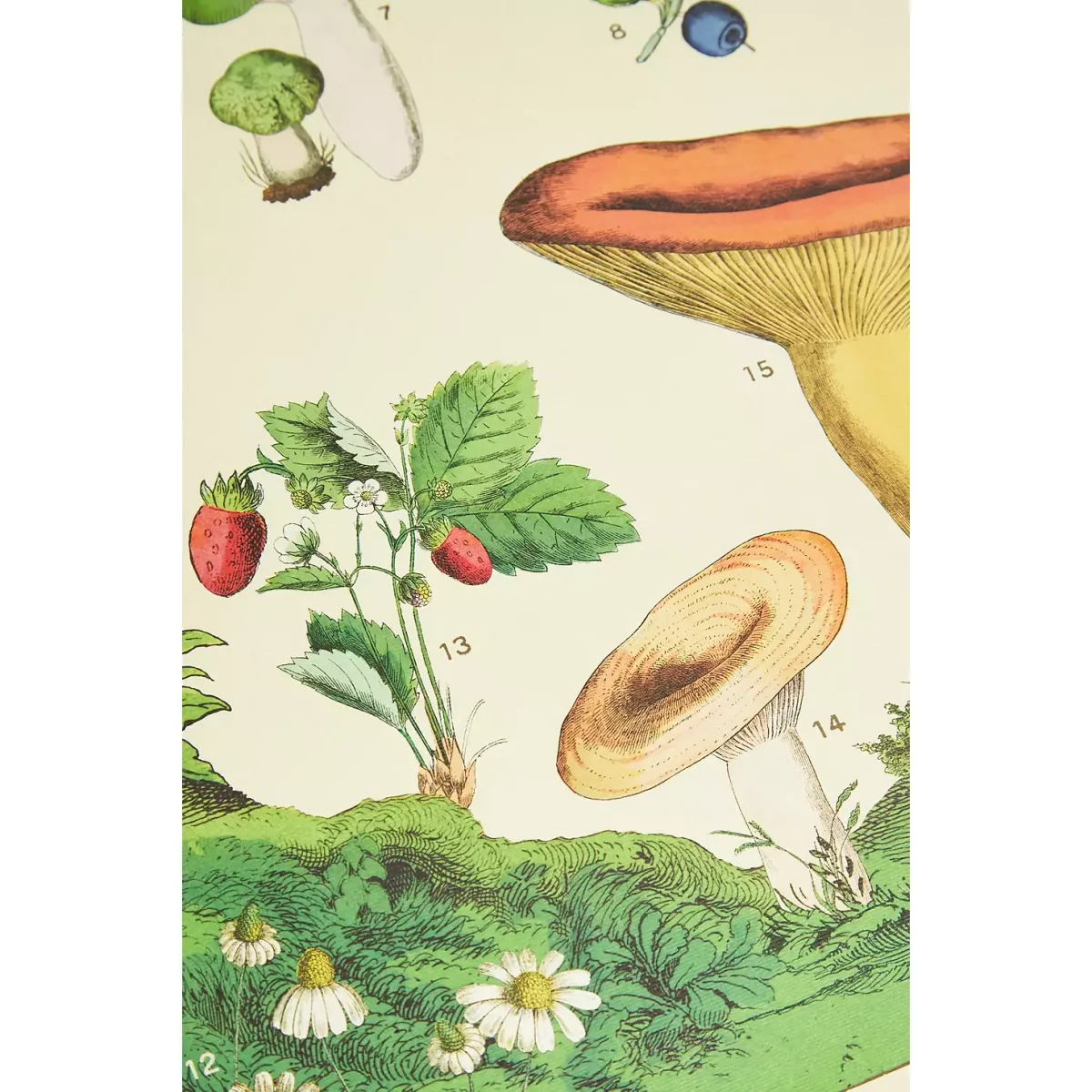 Cavallini & Co Mushroom Wall Art Print - Assorted ALL at Urban Outfitters – image 2