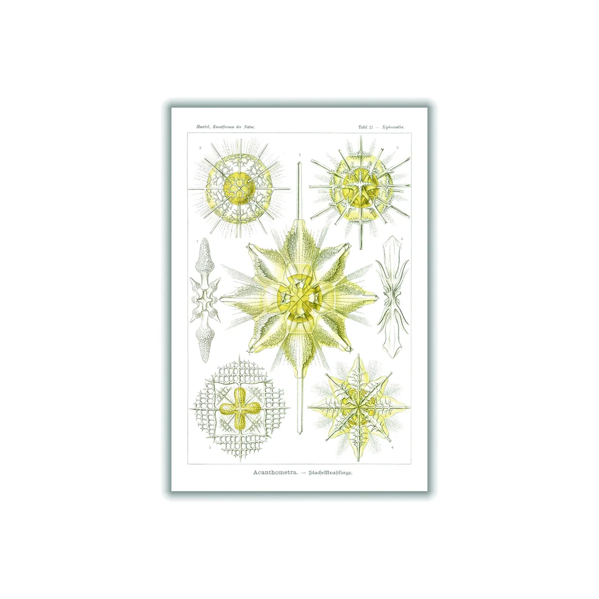 Yellow / Orange Acanthometra-Stachelstrahlinge By Ernst Haeckel A2 420 X 594Mm Stanley Print House – image 1