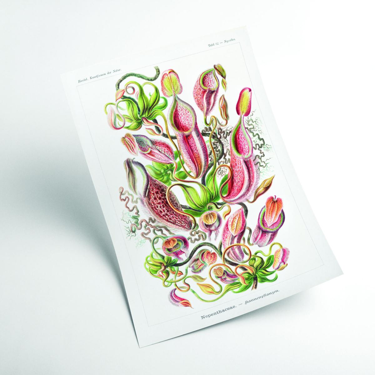 Yellow / Orange Nepenthaceae-Kannenpflanzen By Ernst Haeckel A2 420 X 594Mm Stanley Print House – image 2