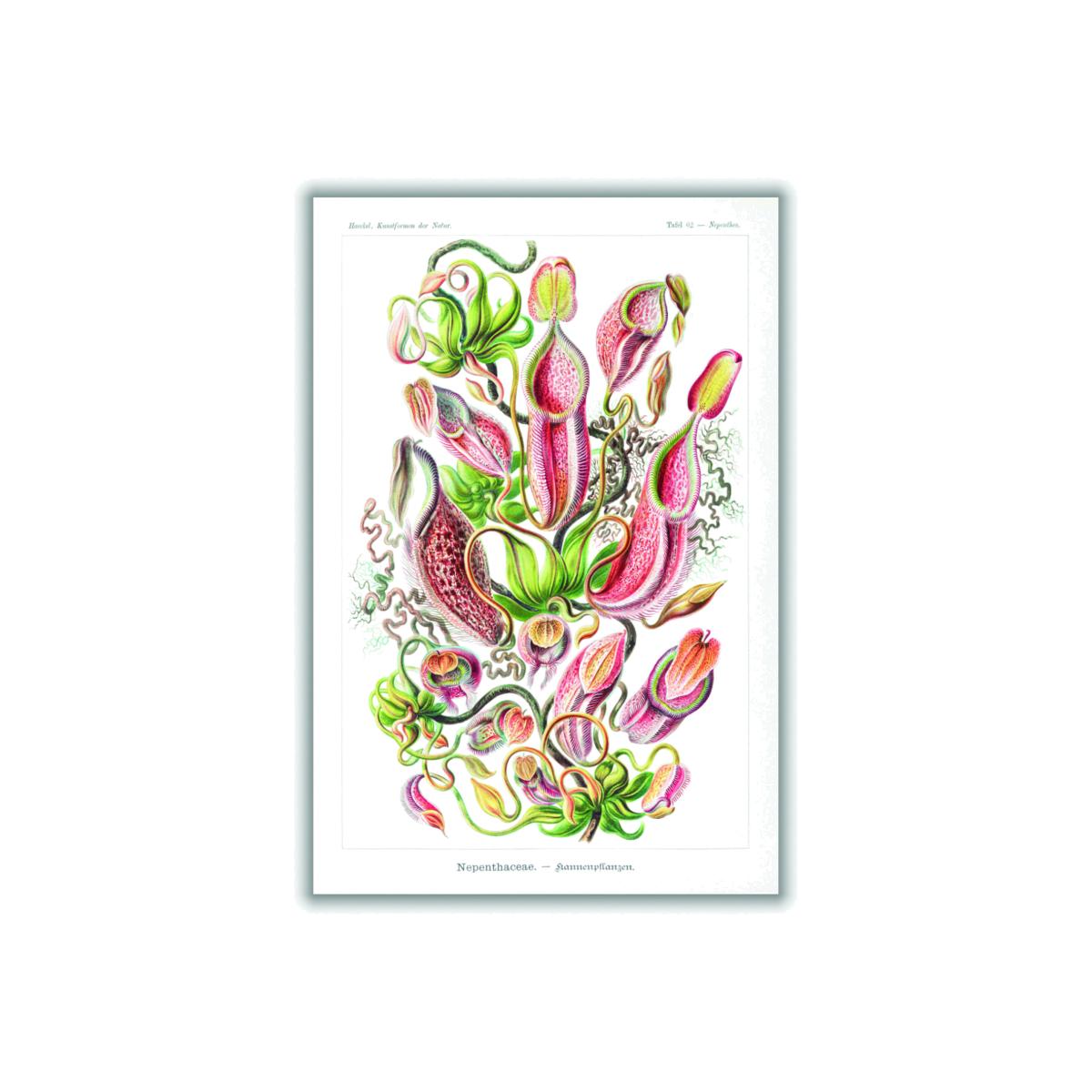 Yellow / Orange Nepenthaceae-Kannenpflanzen By Ernst Haeckel A2 420 X 594Mm Stanley Print House – image 1