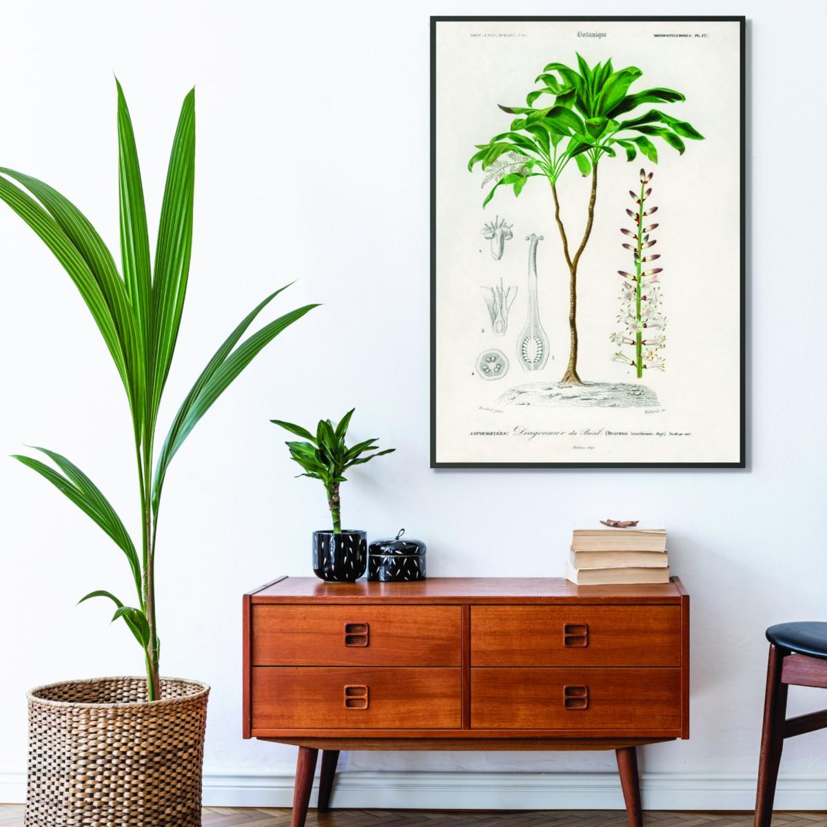 Green Dracaena Brasiliensis Print A1 594 X 841Mm Stanley Print House – image 3
