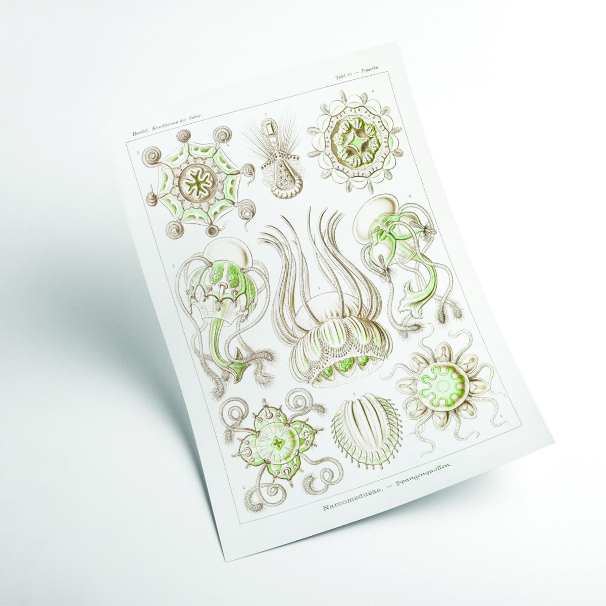 Neutrals Narcomedusae-Spangenquallen By Ernst Haeckel A4 210 X 297Mm Stanley Print House – image 2