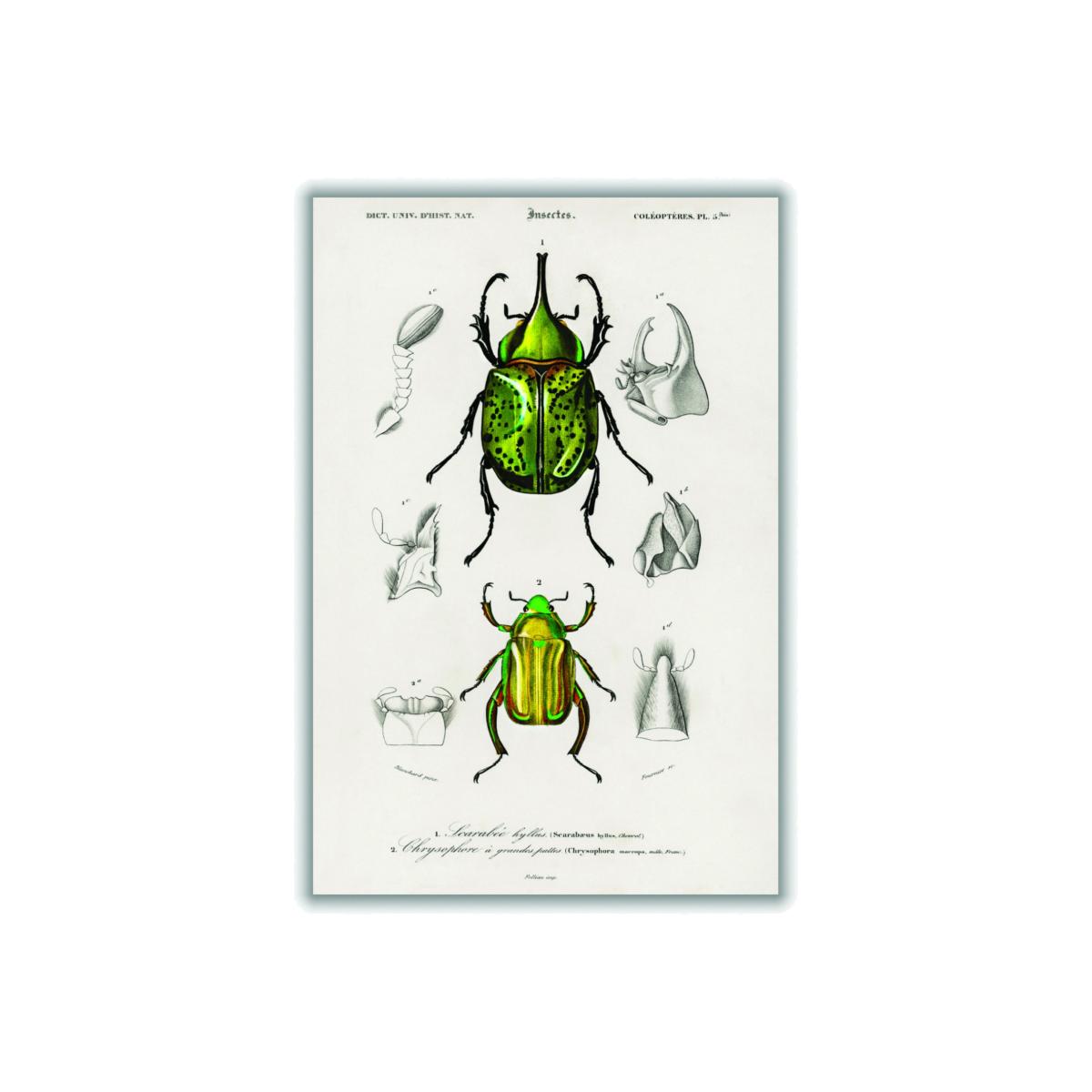 Green Chrysina Macropus And Eastern Hecules Beetle Print A1 594 X 841Mm Stanley Print House – image 1