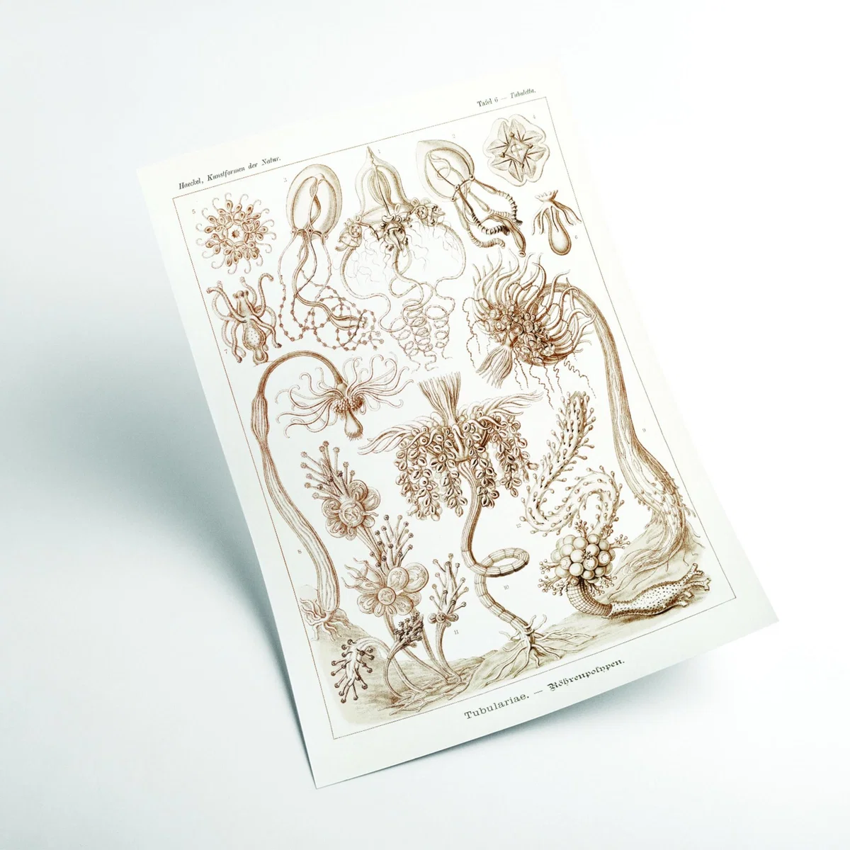 Rose Gold Diatomea-Schachtellinge I By Ernst Haeckel Extra Small Stanley Print House – image 2