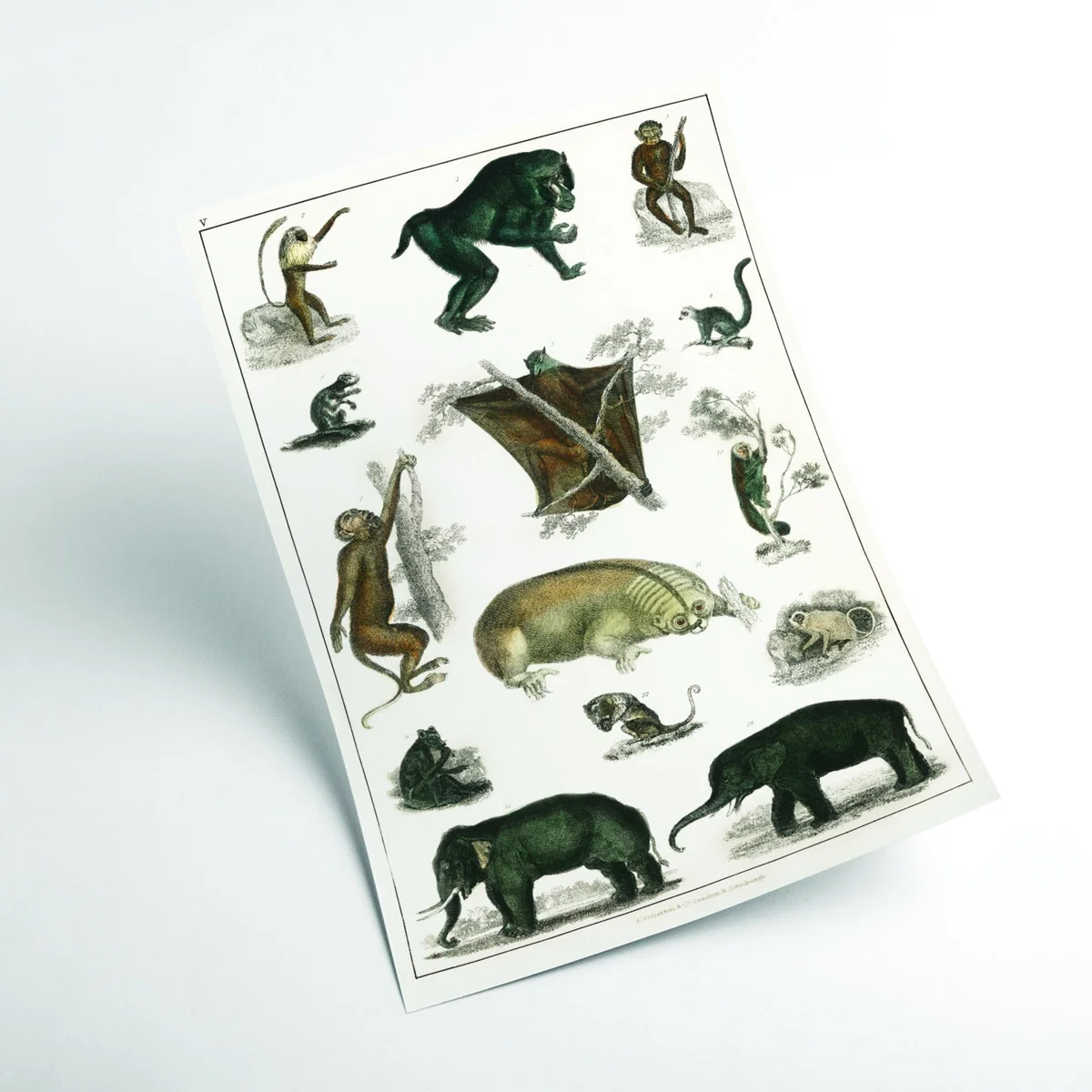 Grey Collection Of Wild Animals Print A4 210 X 297Mm Stanley Print House – image 2