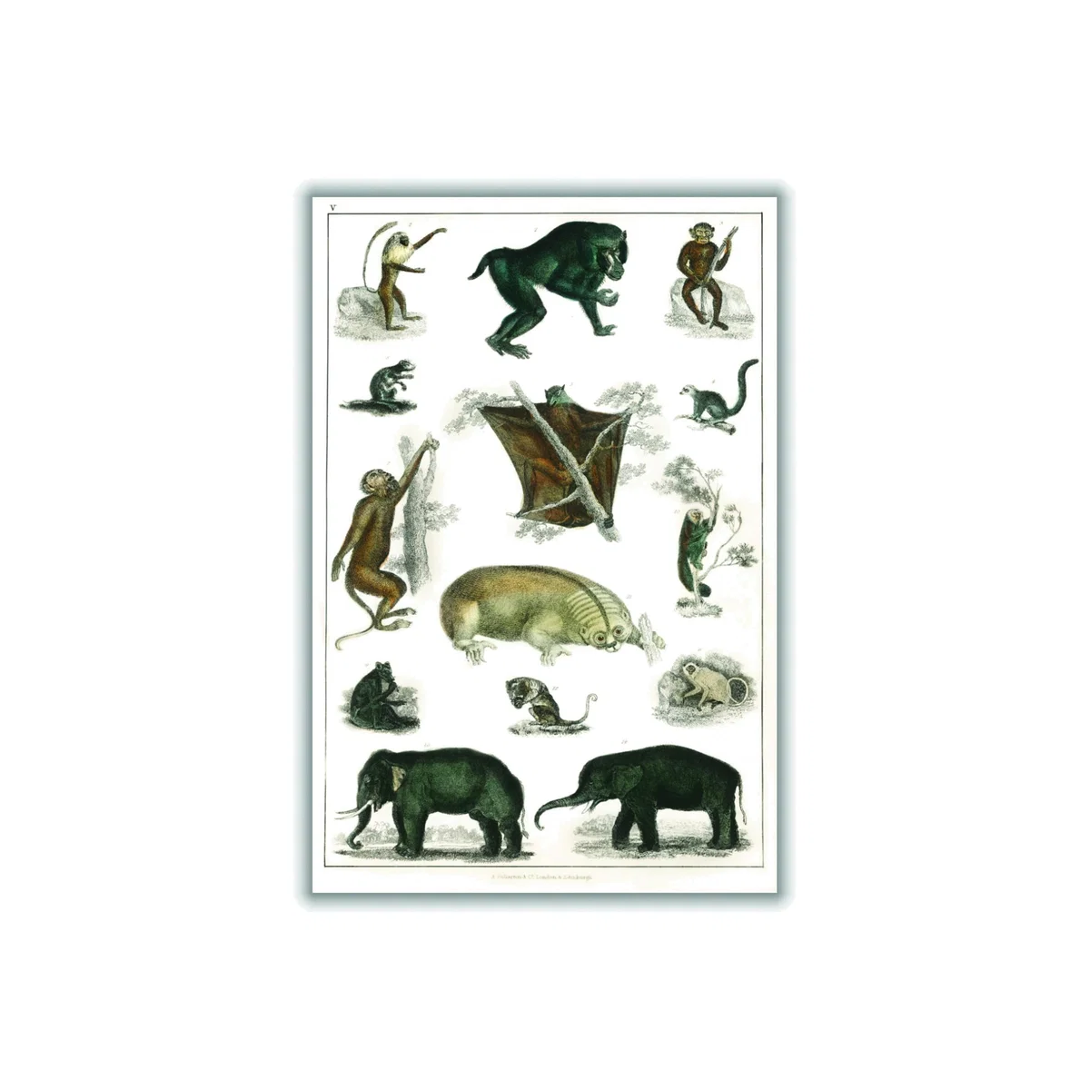 Grey Collection Of Wild Animals Print A4 210 X 297Mm Stanley Print House – image 1