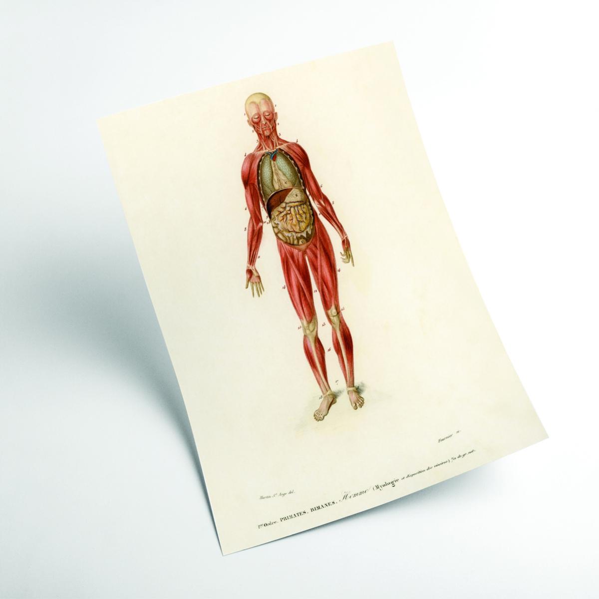 Red Human Body Extra Small Stanley Print House – image 2