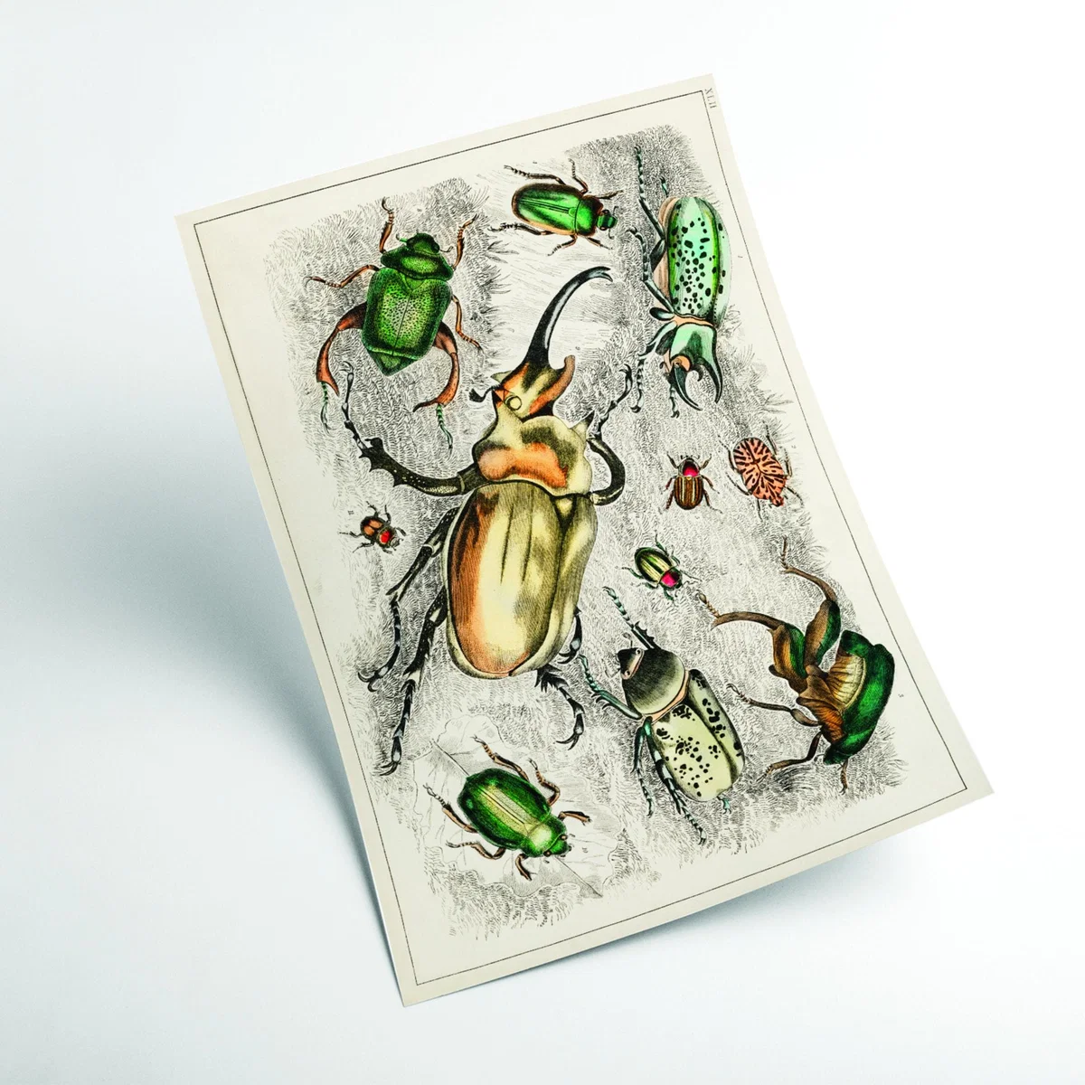 Collection Of Beetles A4 210 X 297Mm Stanley Print House – image 2