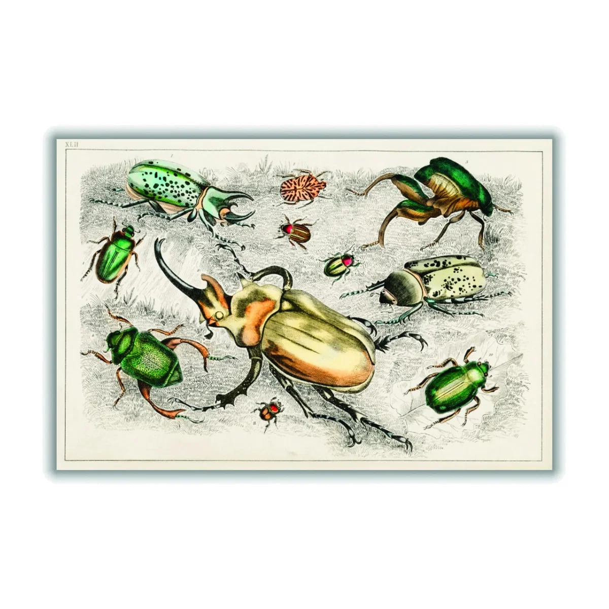 Collection Of Beetles A4 210 X 297Mm Stanley Print House – image 1
