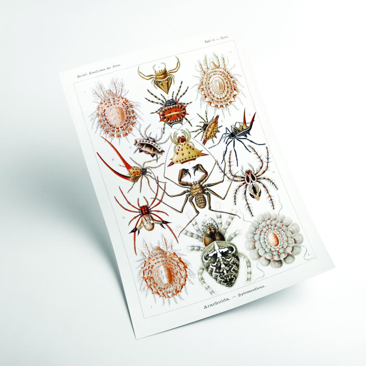 Arachnida-Spinnentiere By Ernst Haeckel Small Stanley Print House – image 2
