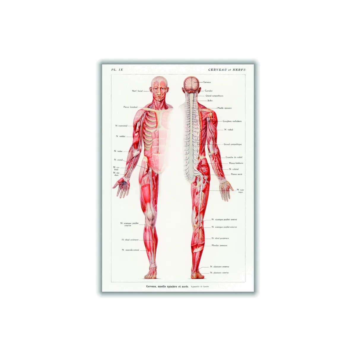 Red Human Nervous System A1 594 X 841Mm Stanley Print House – image 1