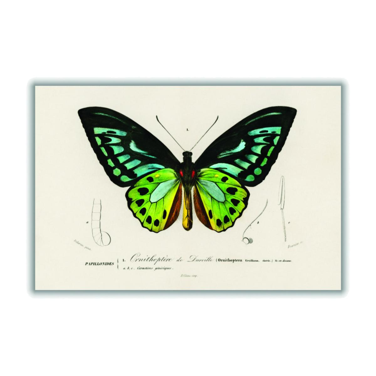 Green Birdwing A4 210 X 297Mm Stanley Print House – image 1