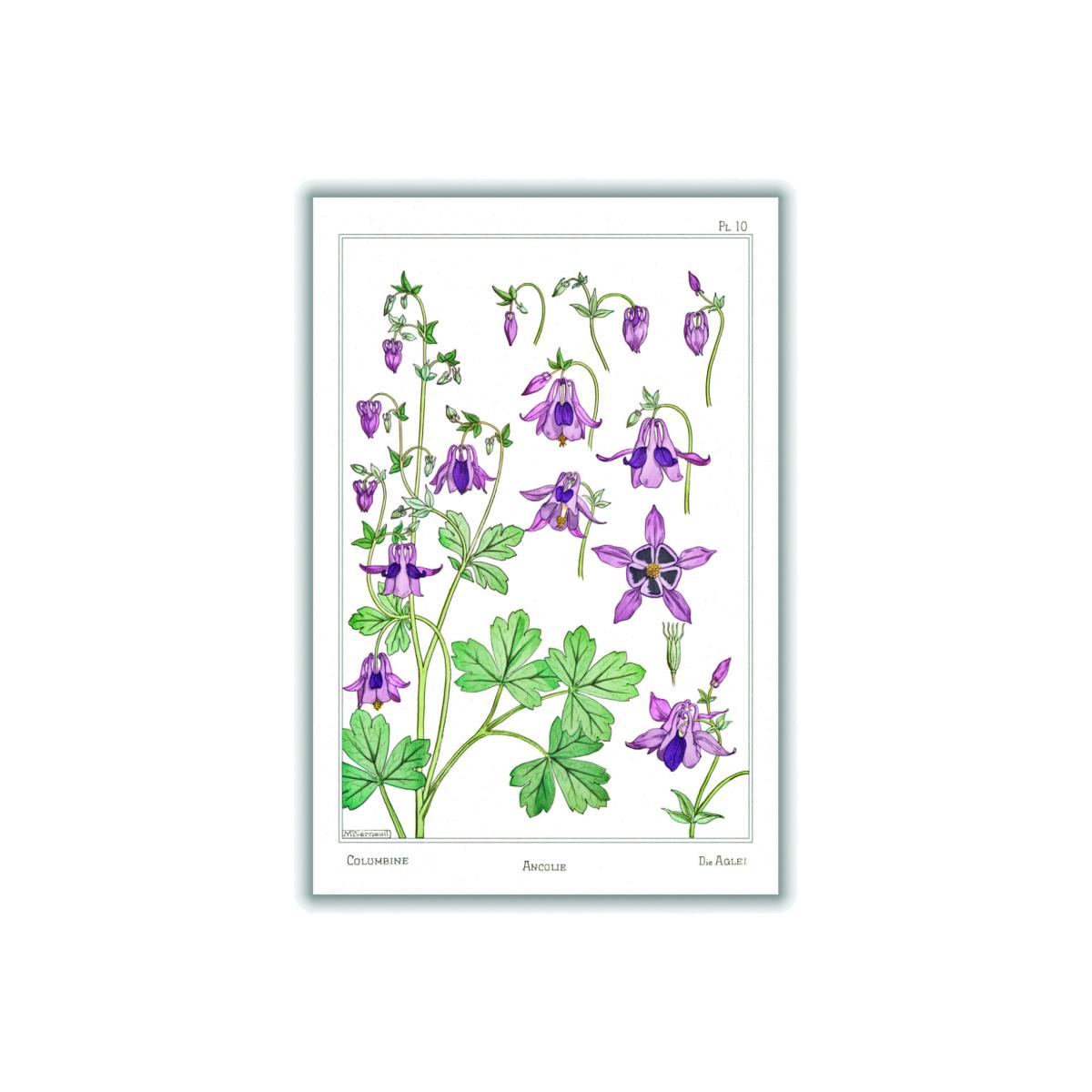 Pink / Purple Vintage Botanicals - Ancolie Columbine Ii Extra Large Stanley Print House – image 1