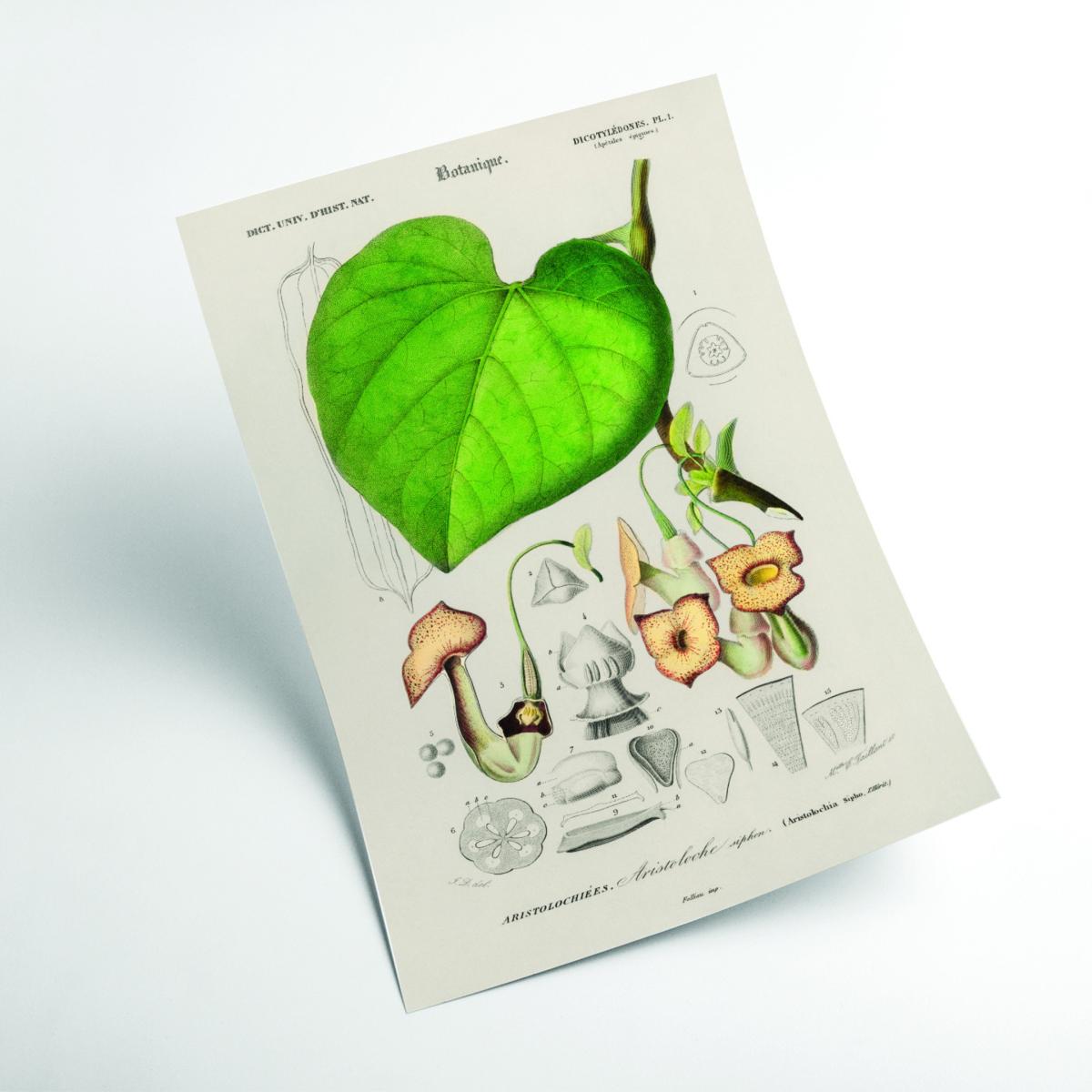 Green Pipevine Large Stanley Print House – image 2