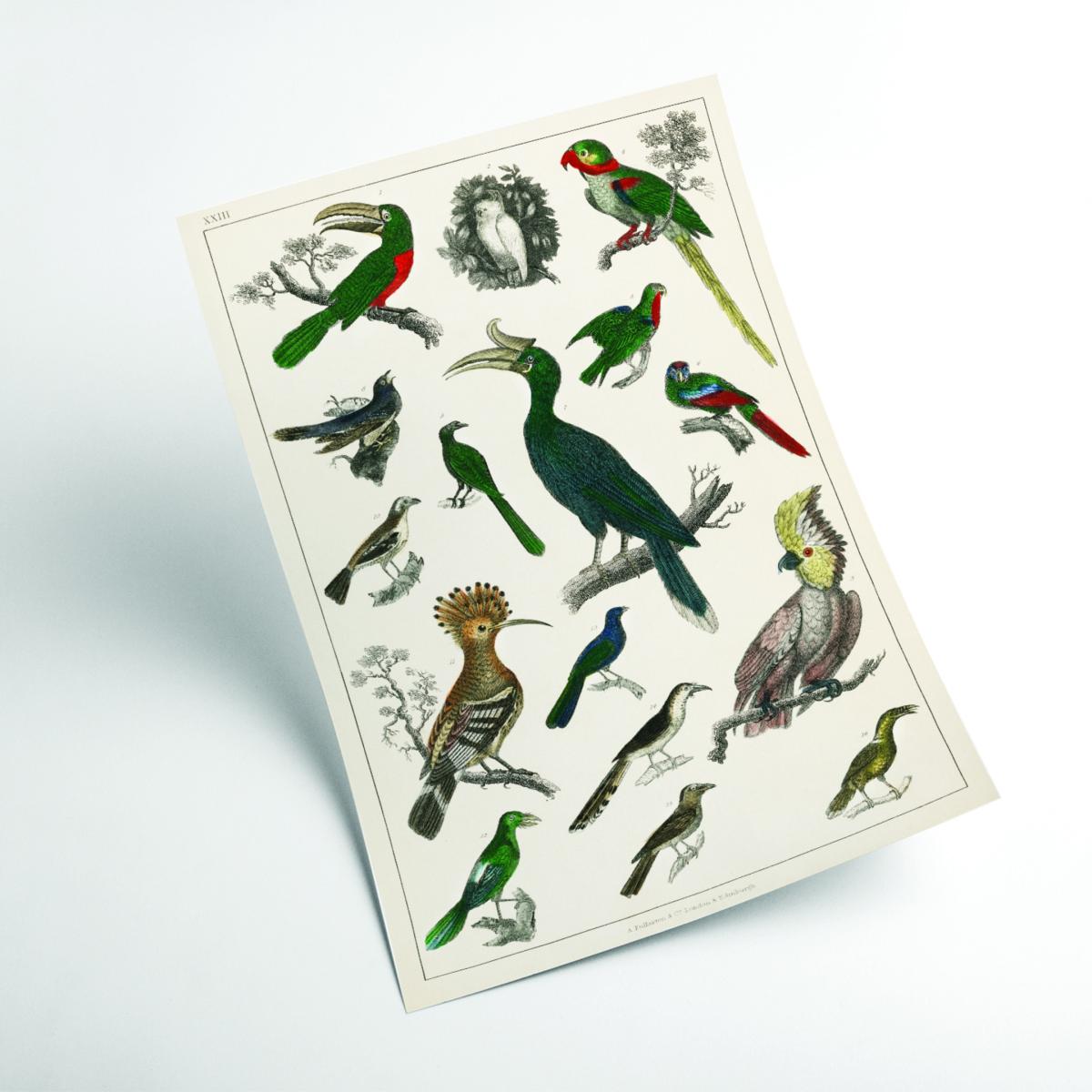 Parrots A3 297 X 420Mm Stanley Print House – image 2