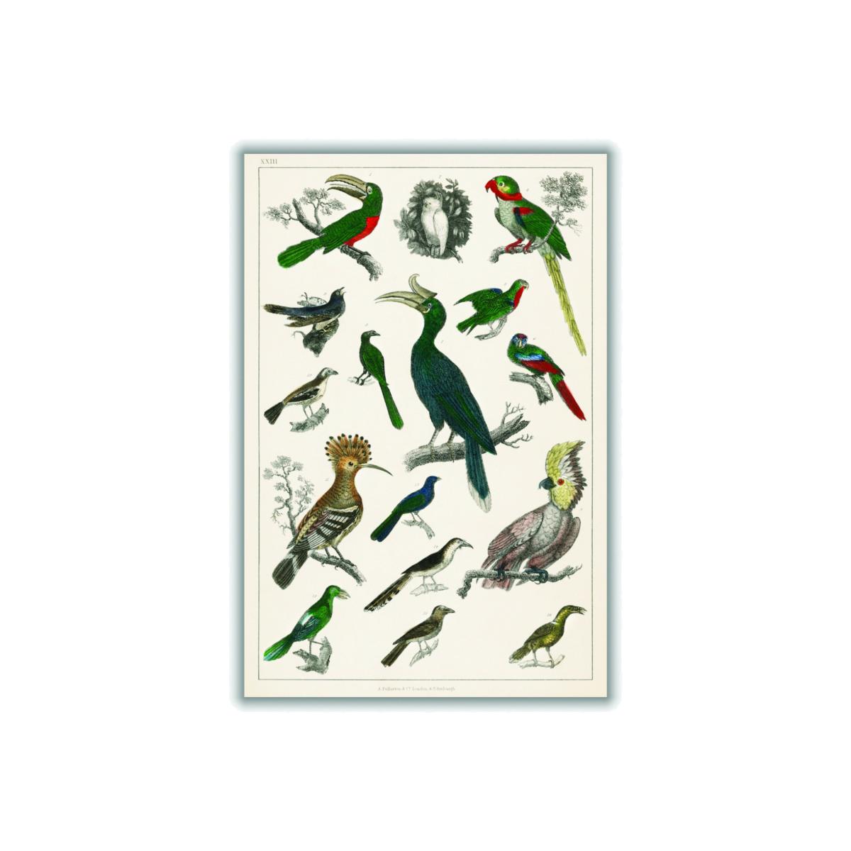 Parrots A3 297 X 420Mm Stanley Print House – image 1