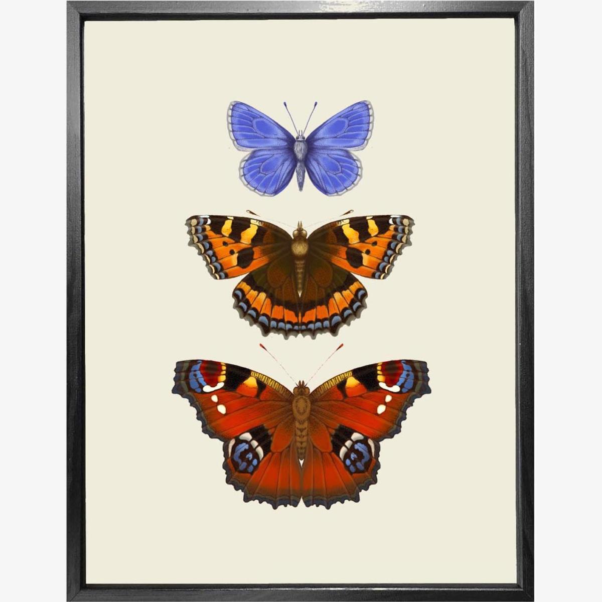 'Antique British Butterflies Vi' Fine Art Print S Emily Carter