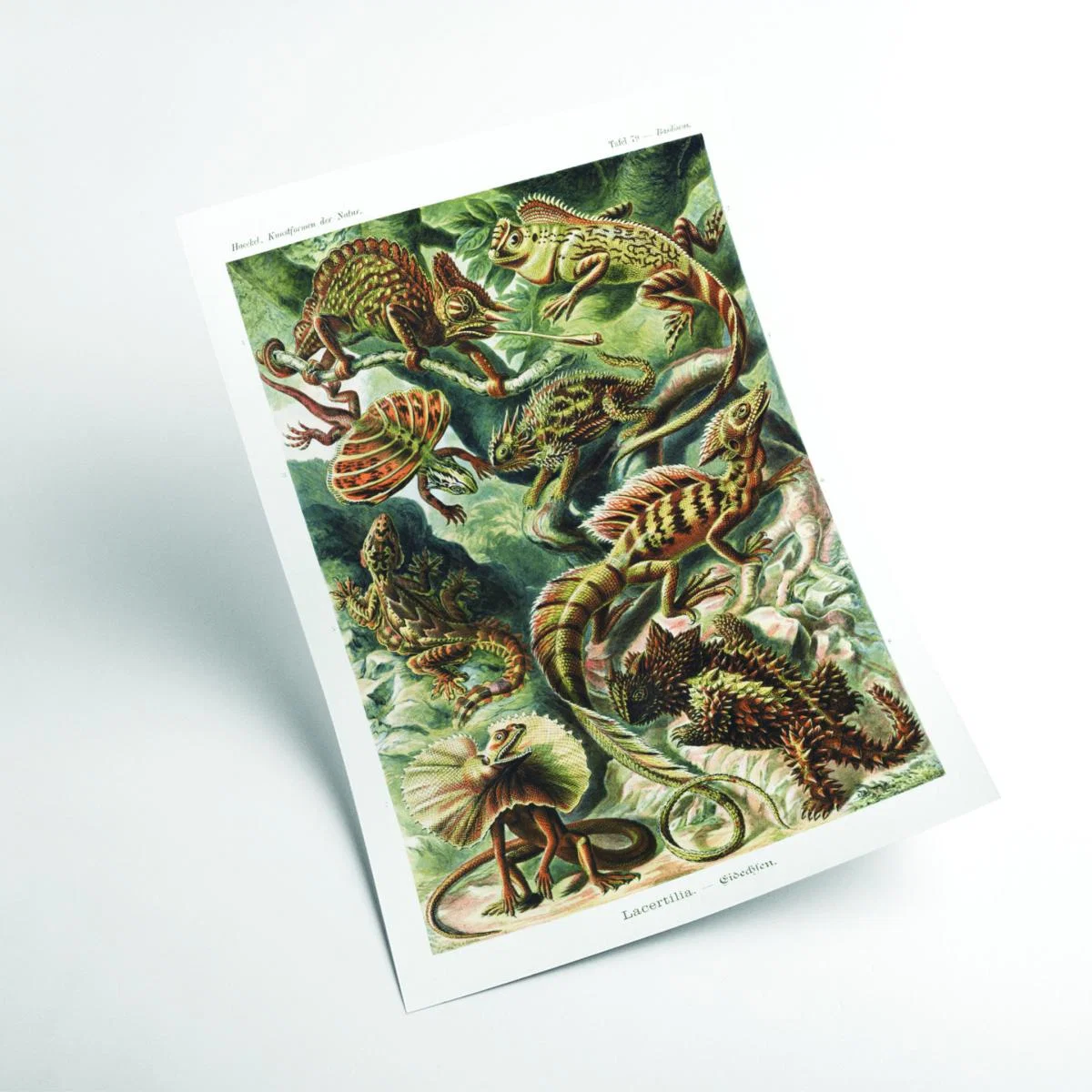 Green Lacertilia-Eidechlen By Ernst Haeckel A1 594 X 841Mm Stanley Print House – image 2