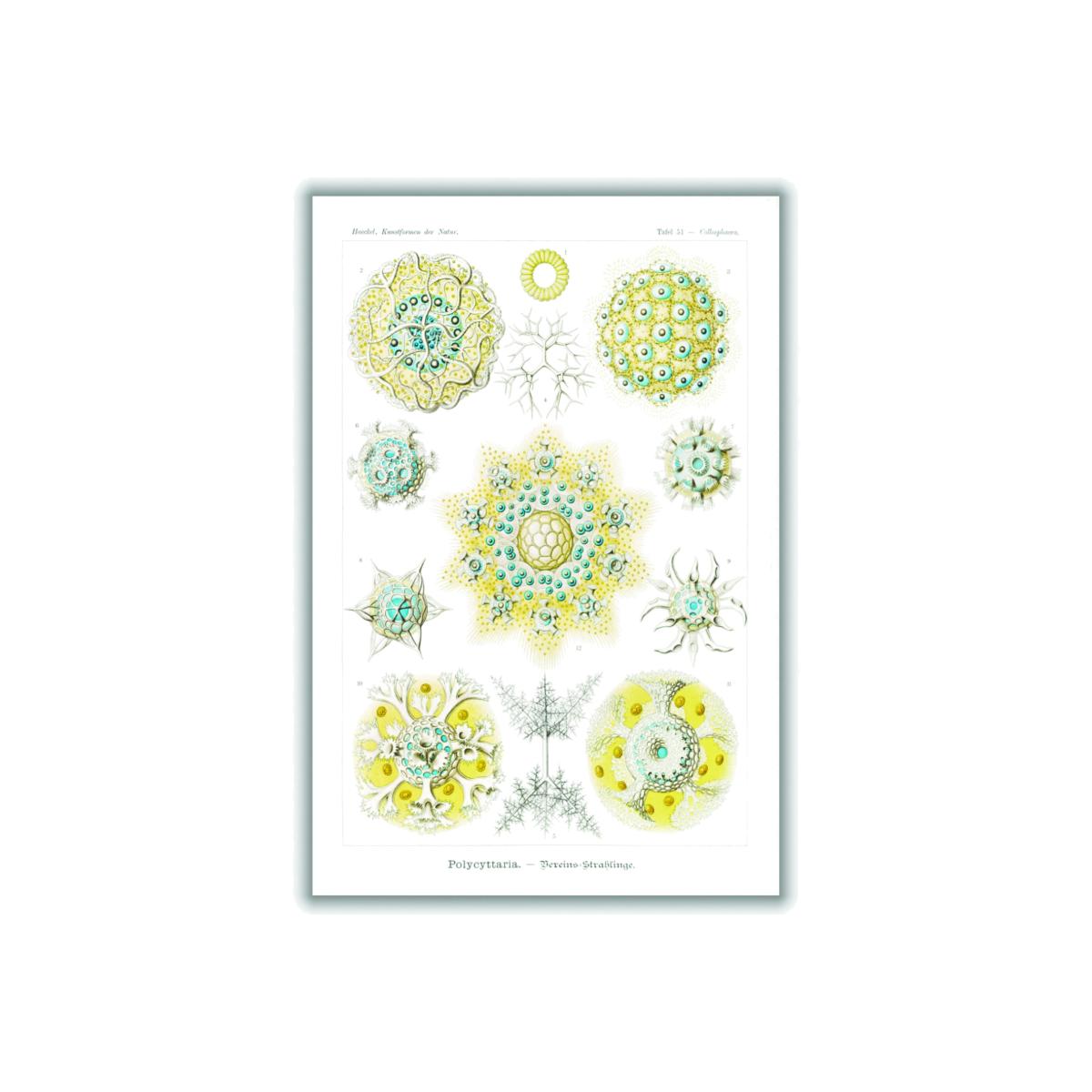 Yellow / Orange Polycyttaria-Vereins-Strahlinge By Ernst Haeckel A4 210 X 297Mm Stanley Print House – image 1