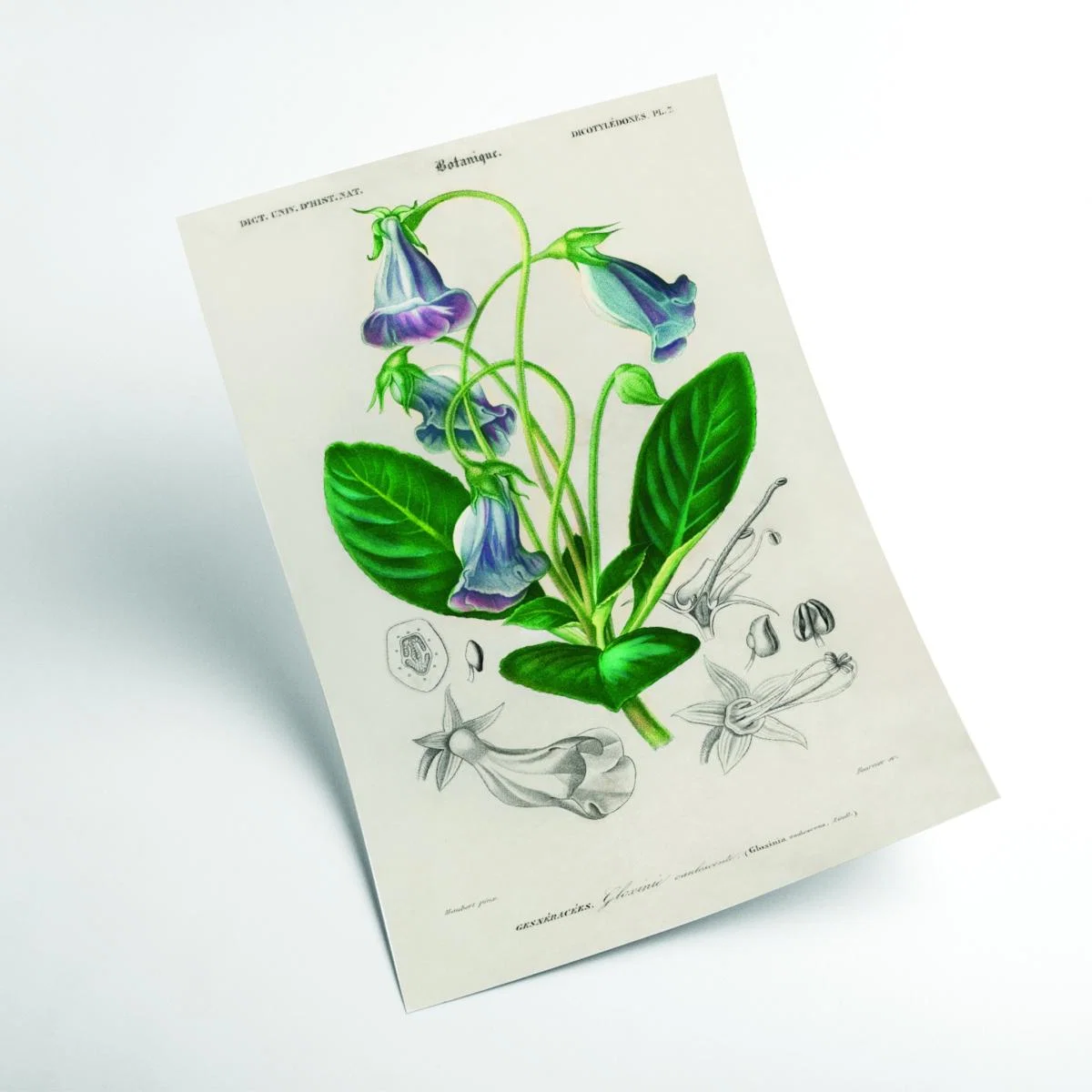 Green Brazilian Gloxinia Print A3 297 X 420Mm Stanley Print House – image 2