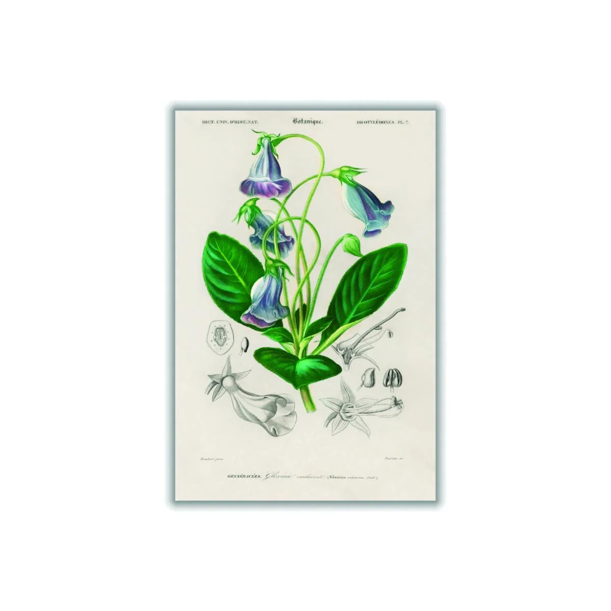 Green Brazilian Gloxinia Print A3 297 X 420Mm Stanley Print House – image 1