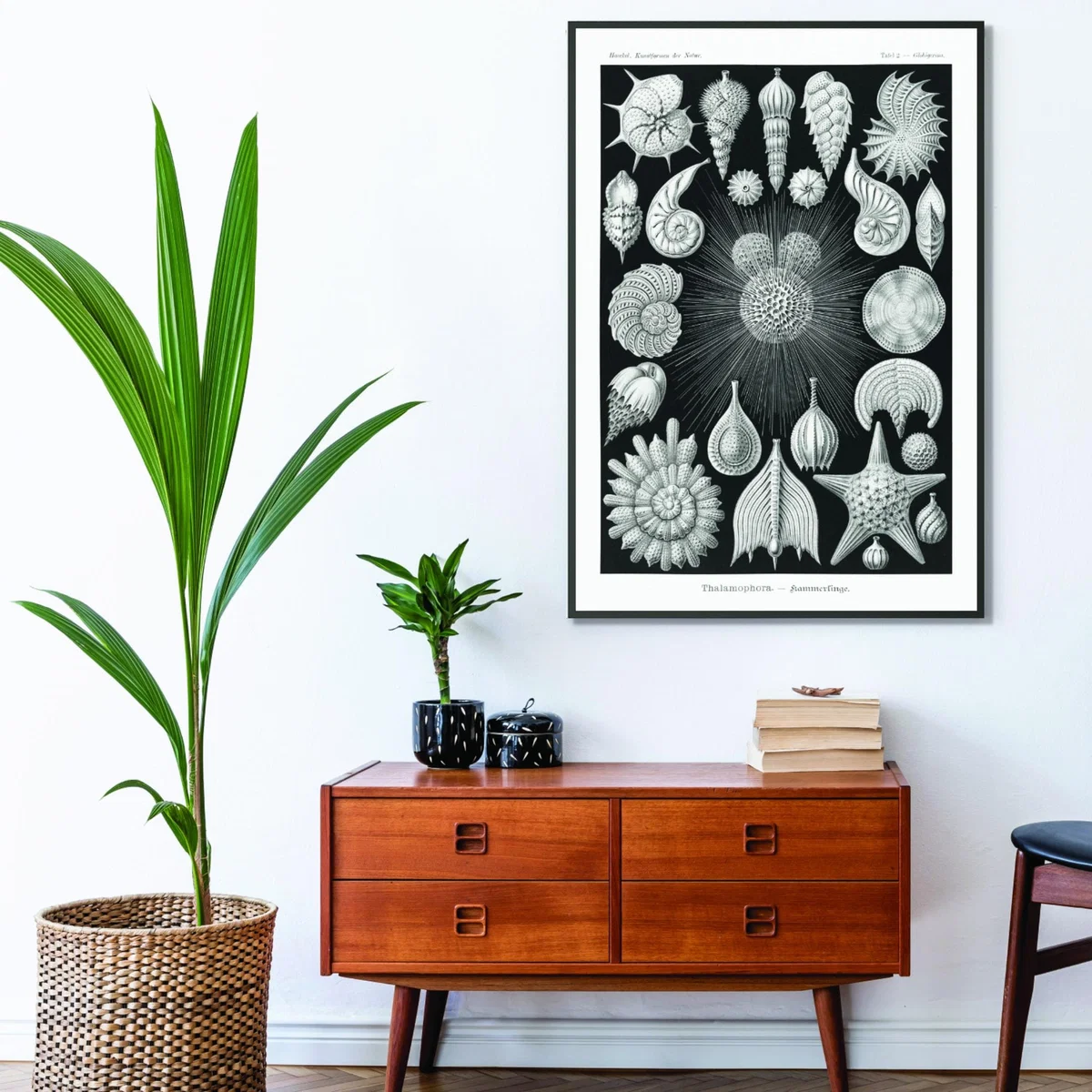 Grey Thalamophora-Kammerlinge I By Ernst Haeckel A4 210 X 297Mm Stanley Print House – image 3