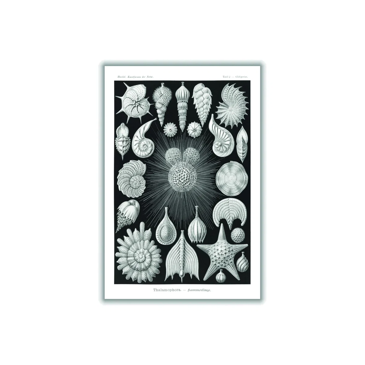 Grey Thalamophora-Kammerlinge I By Ernst Haeckel A4 210 X 297Mm Stanley Print House – image 1