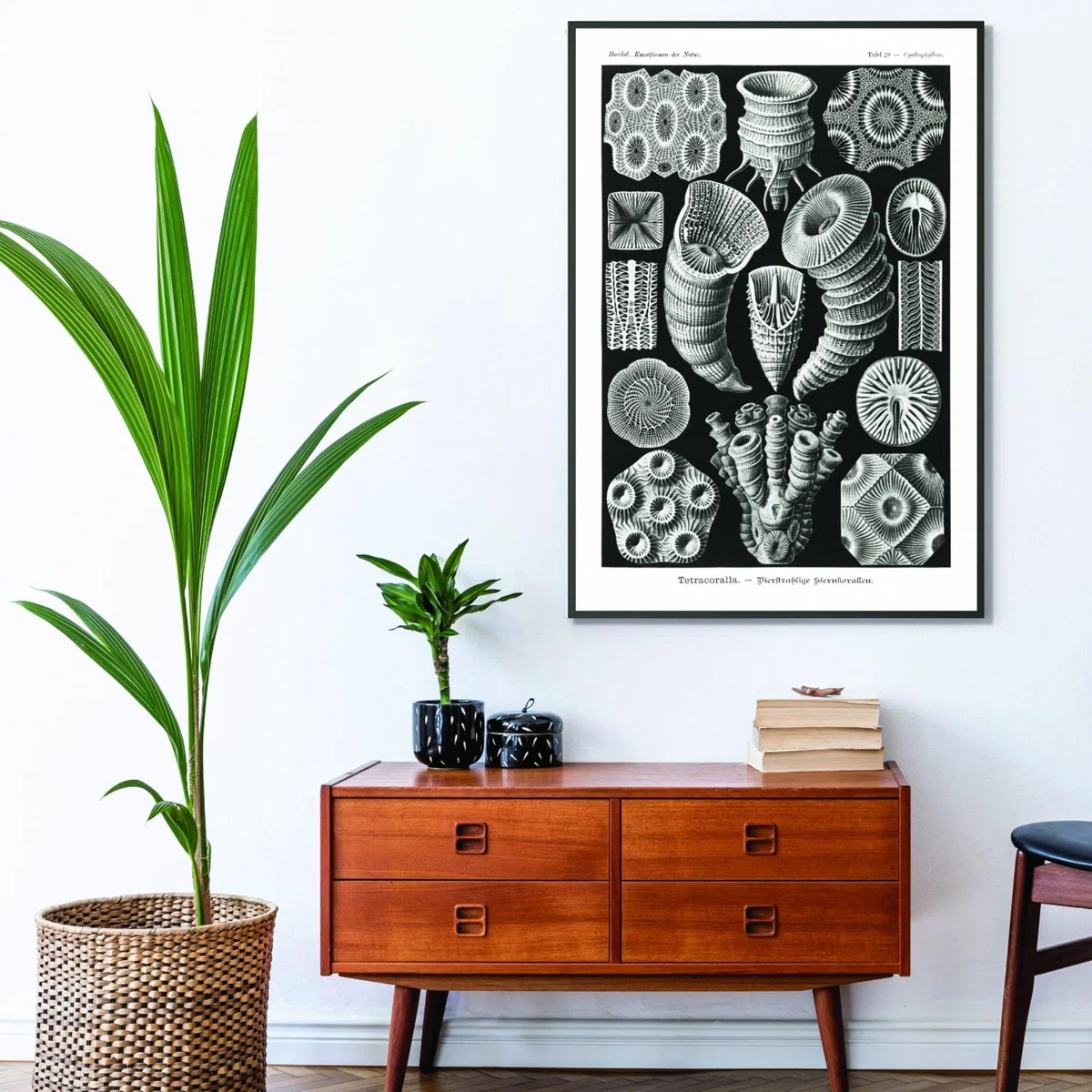 Grey Tetracoralla-Bierstrahlige Sternkorallen By Ernst Haeckel A2 420 X 594Mm Stanley Print House – image 3