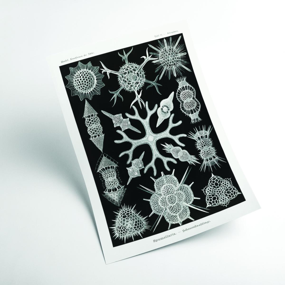 Grey Spumellaria-Schaumstrahlinge By Ernst Haeckel Extra Small Stanley Print House – image 2