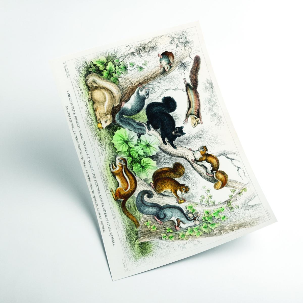 Various Squirrels Large Stanley Print House – image 2