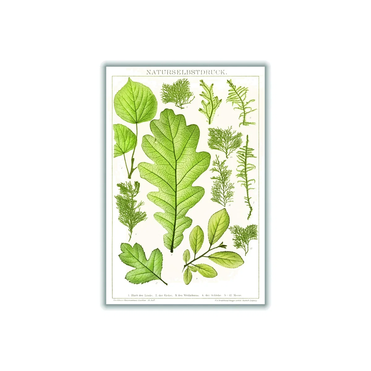 Green Various Leaves A4 210 X 297Mm Stanley Print House – image 1