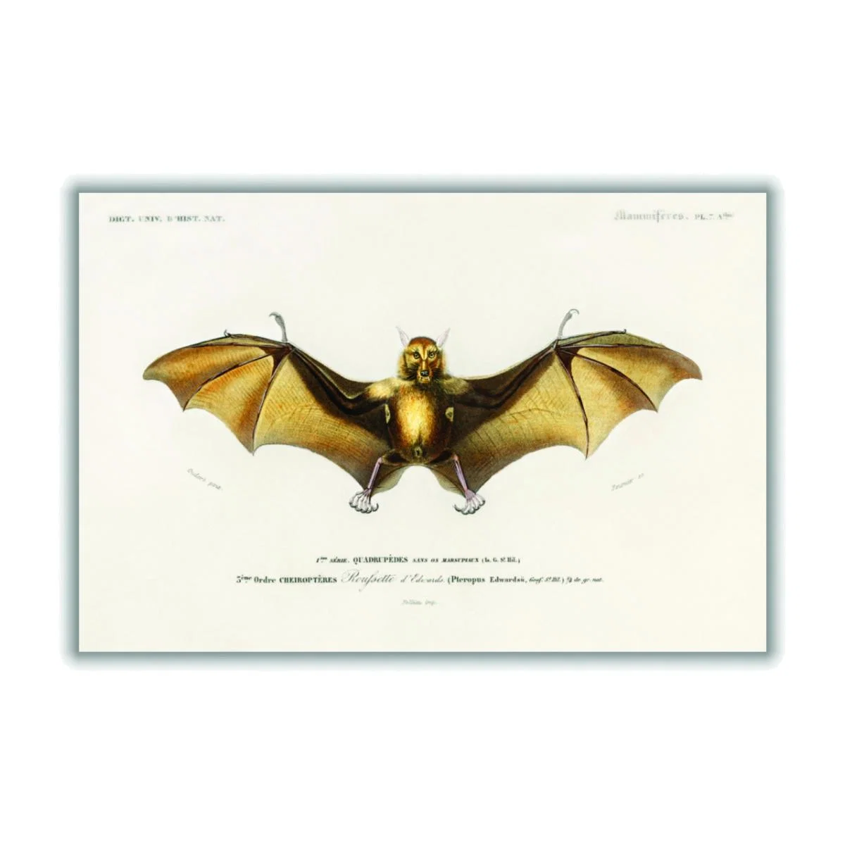 Gold Bat Medium Stanley Print House – image 1