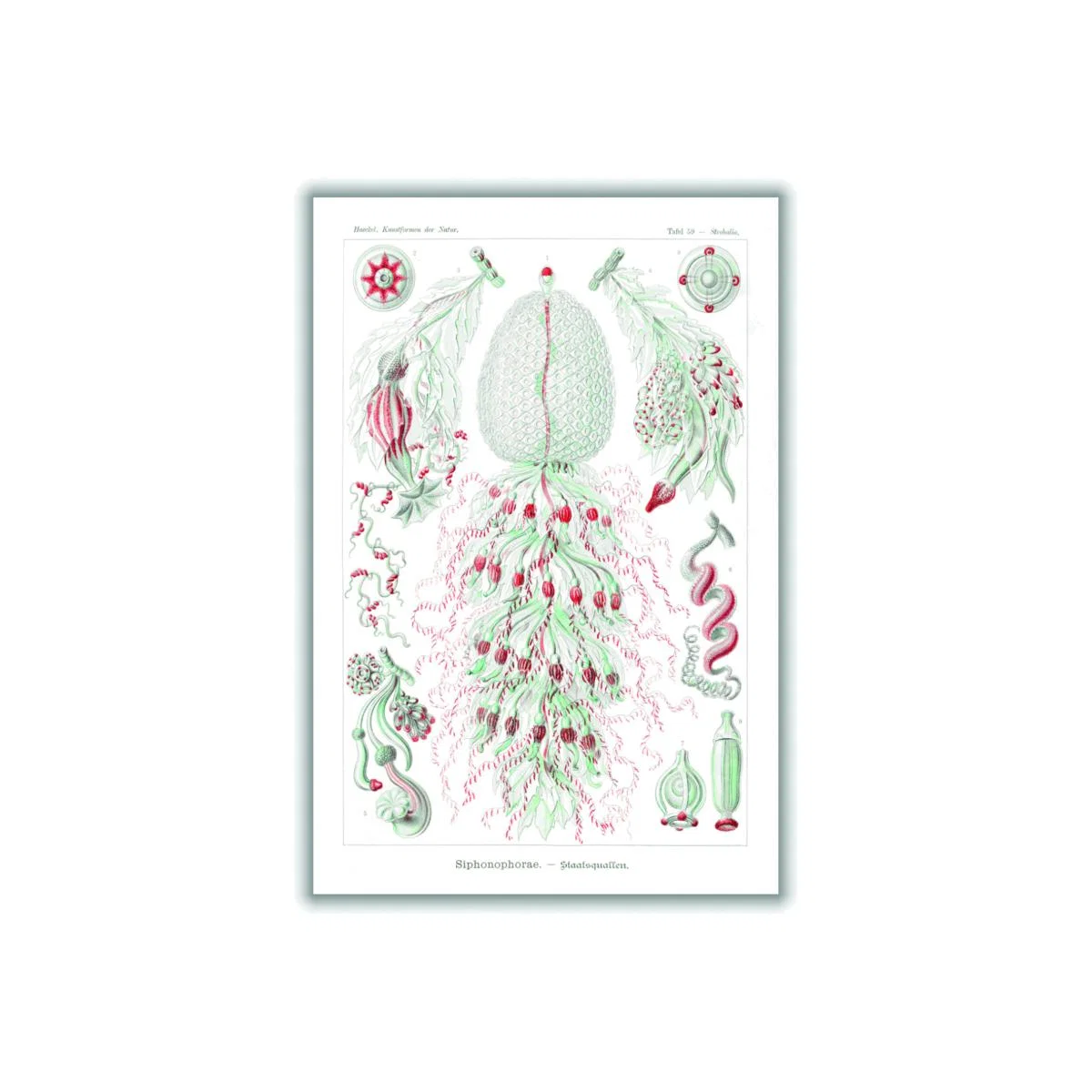 Red Siphonophorae-Staatsquallen Iiii By Ernst Haeckel A2 420 X 594Mm Stanley Print House – image 1