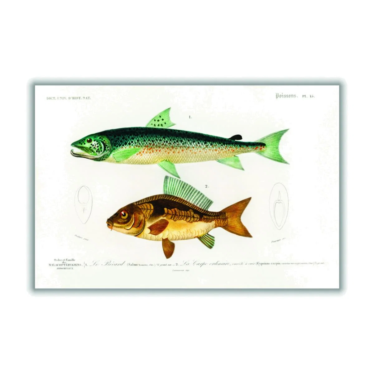 Yellow / Orange Salmo Hamatus And Cyprinus Carpio Medium Stanley Print House – image 1