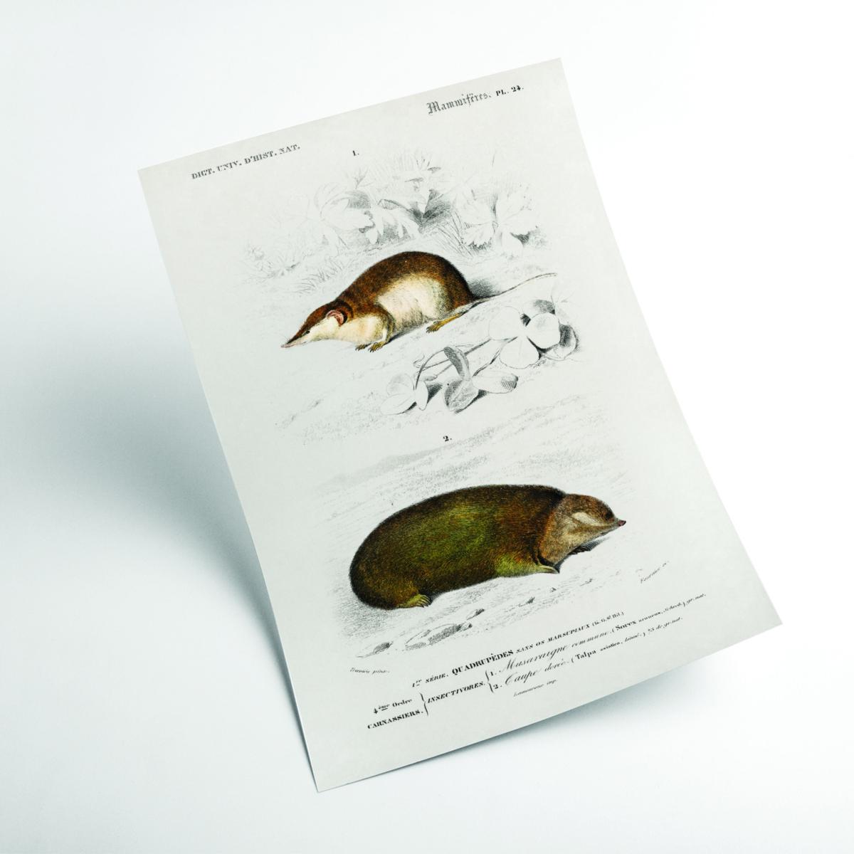 Shrew Brown A4 210 X 297Mm Stanley Print House – image 2