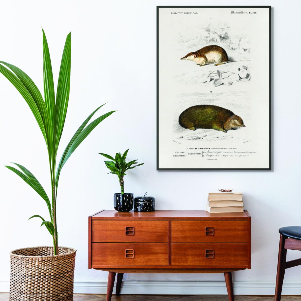Shrew Brown A4 210 X 297Mm Stanley Print House – image 3