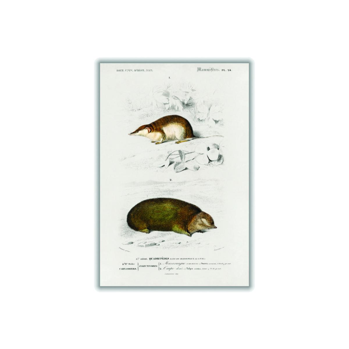 Shrew Brown A4 210 X 297Mm Stanley Print House – image 1