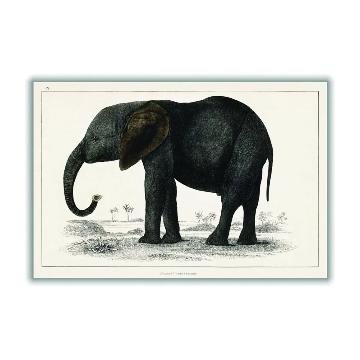 A Portrait Of A Dark Grey Elephant A3 297 X 420Mm Stanley Print House – image 1