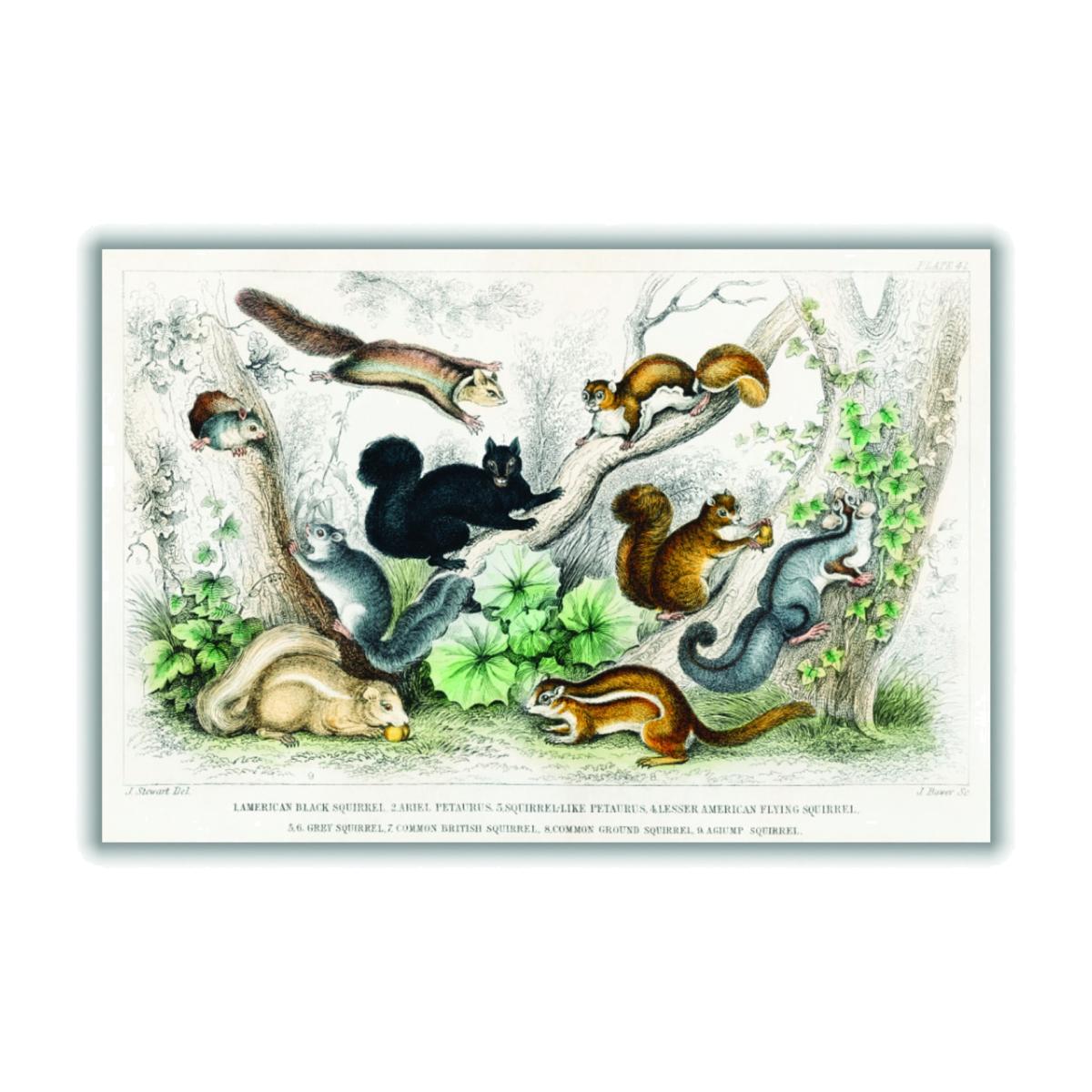 Various Squirrels A3 297 X 420Mm Stanley Print House – image 1