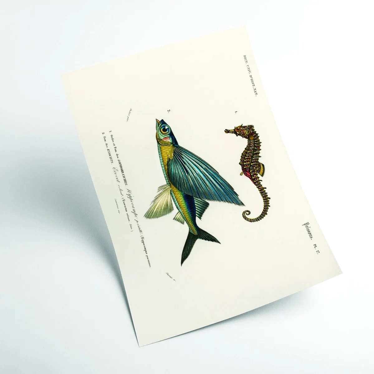 Blue Lined Seahorse Large Stanley Print House – image 2