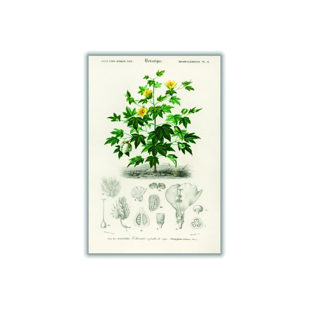 Green Sea Island Cotton Medium Stanley Print House – image 1