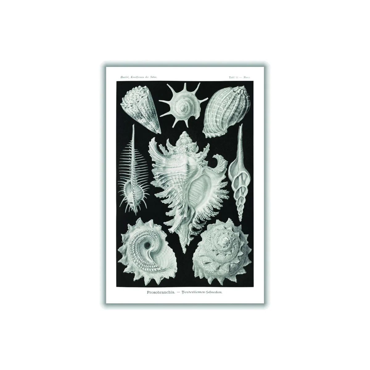 Grey Prosobranchia-Dorderkiemen Schnecken By Ernst Haeckel A2 420 X 594Mm Stanley Print House – image 1