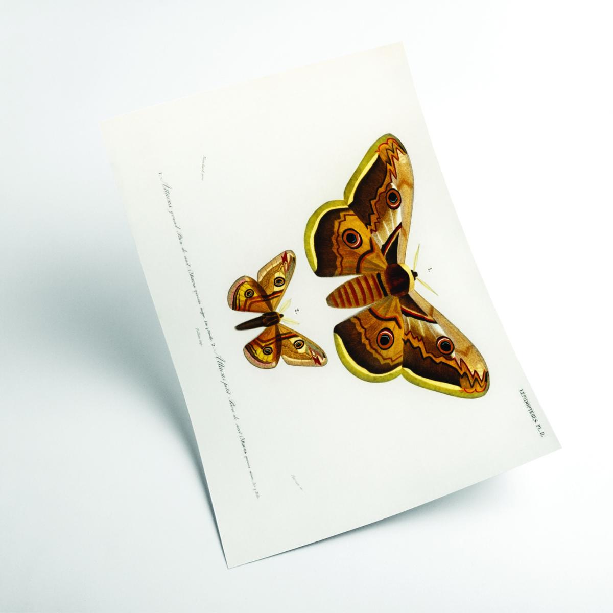 Emporor Moths Medium Stanley Print House – image 2