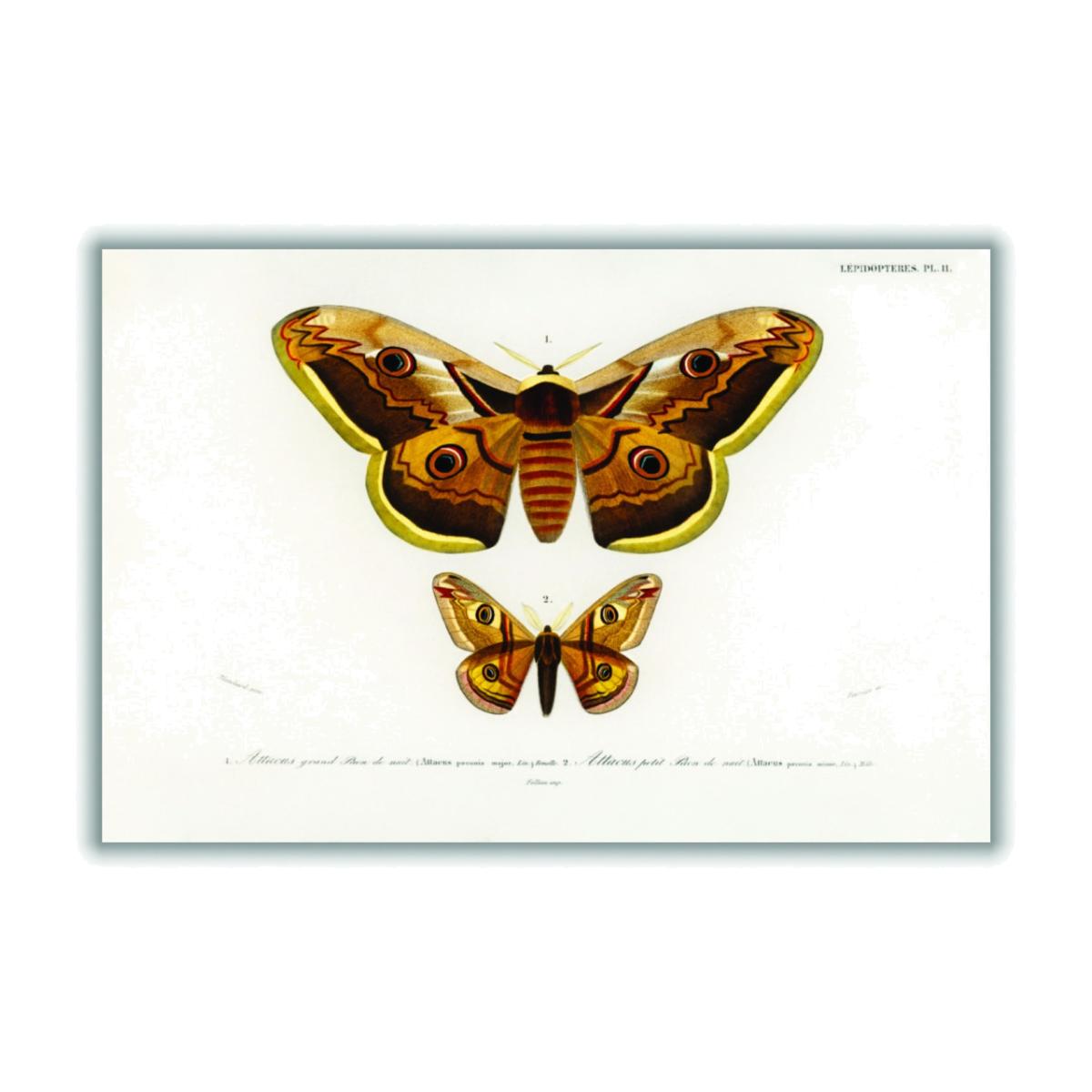 Emporor Moths Medium Stanley Print House – image 1