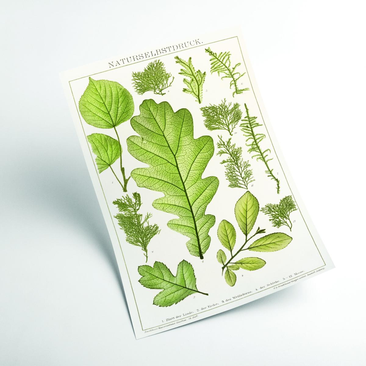 Green Various Leaves Large Stanley Print House – image 2