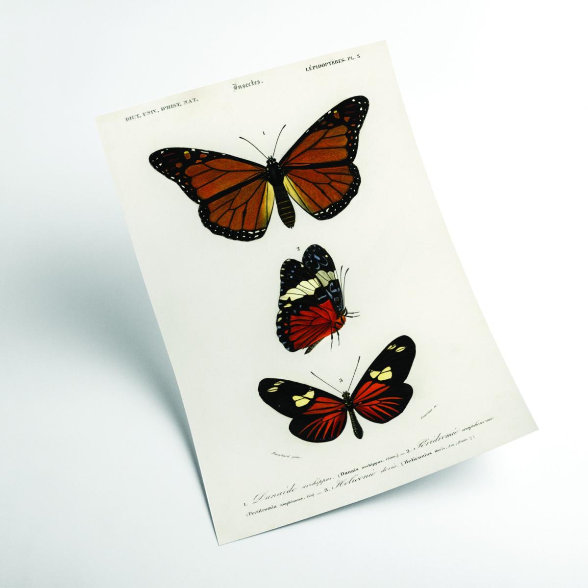 Brown Natural History Different Types Of Butterfly 5 A1 594 X 841Mm Stanley Print House – image 2